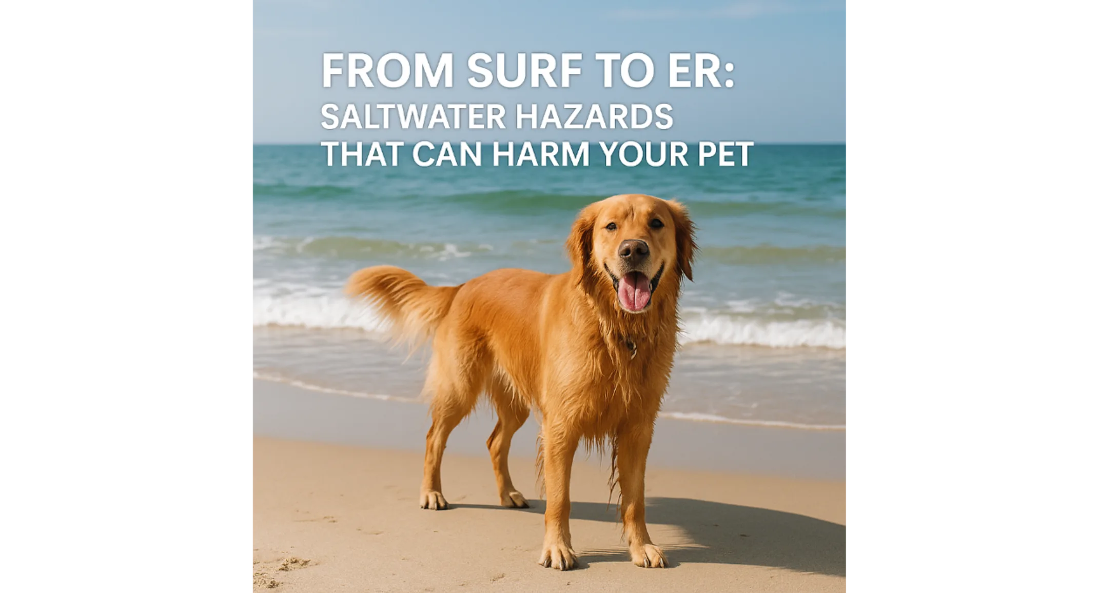 From Surf to ER: Saltwater Hazards That Can Harm Your Pet From Surf to ER: Saltwater Hazards That Can Harm Your Pet