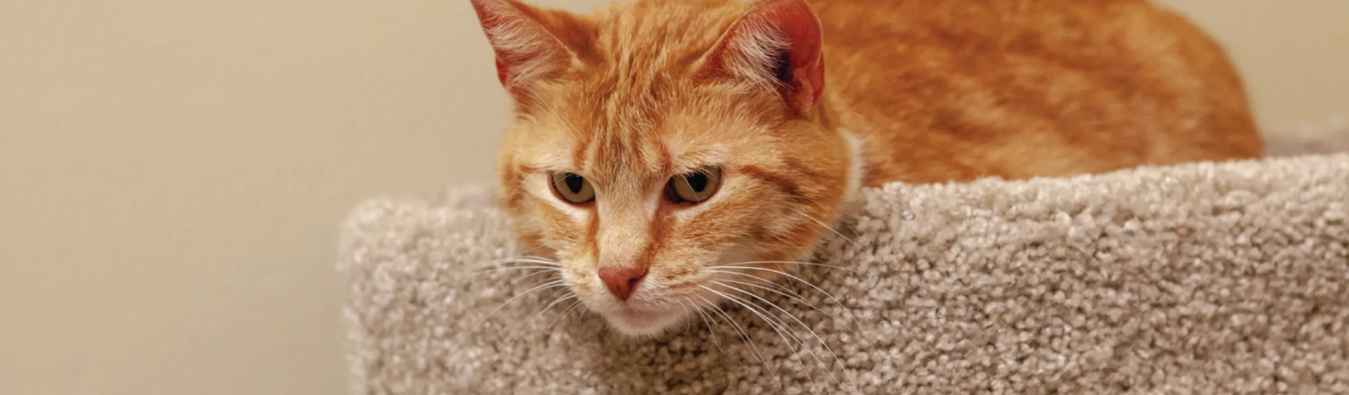 Cat sitting on tower Cat sitting on tower