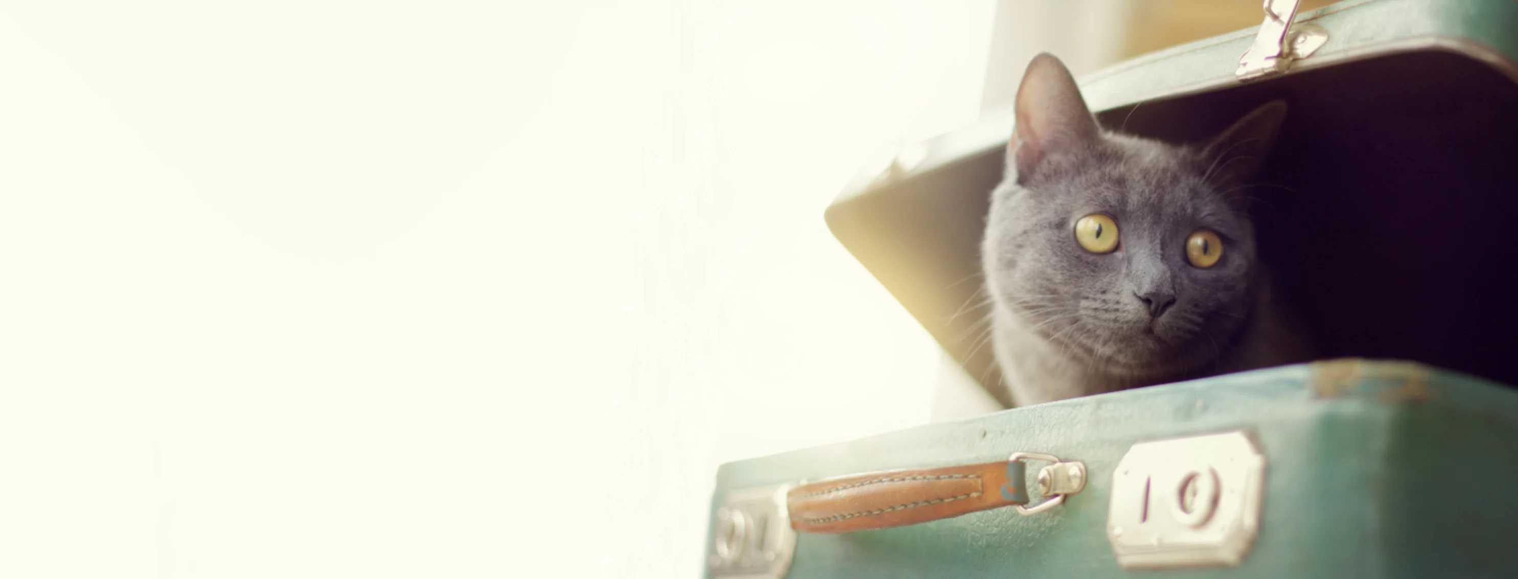 Cat sitting inside suitcase Cat sitting inside suitcase