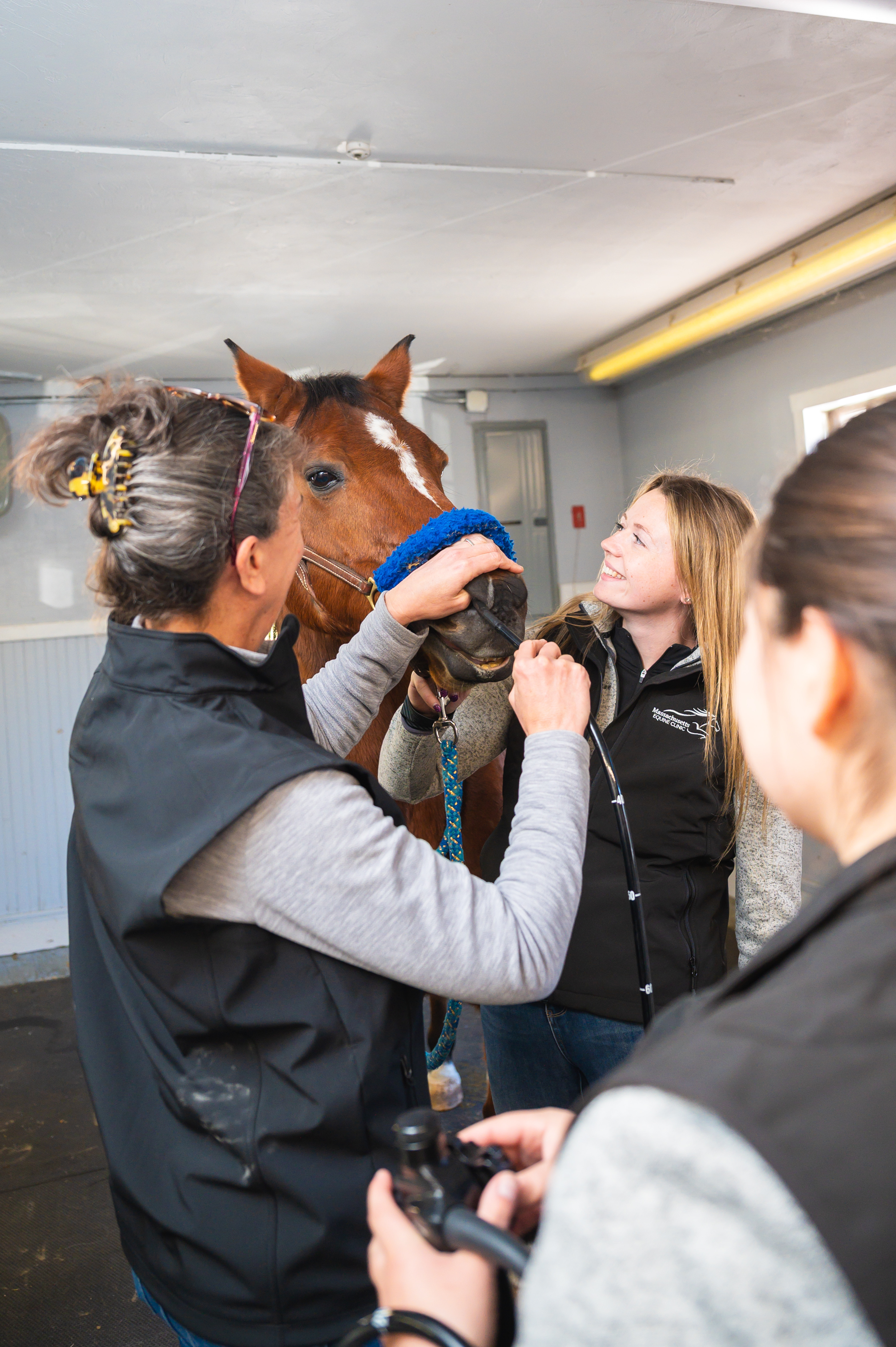 Vet checking on the horse nose