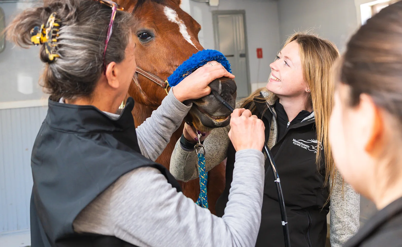 Vet checking on the horse nose Vet checking on the horse nose