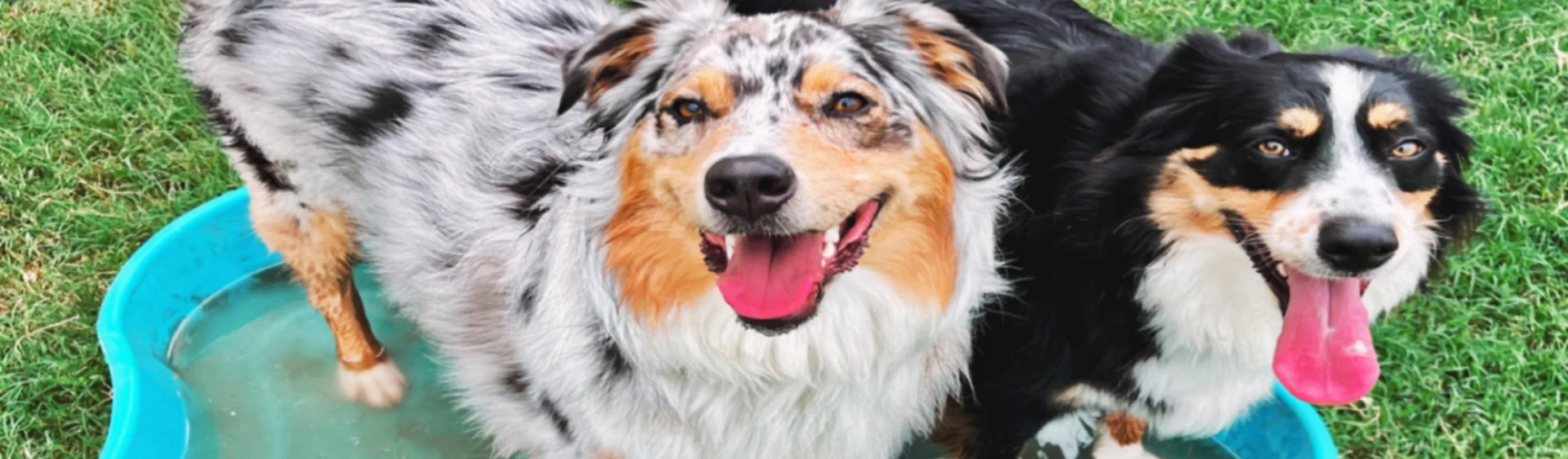 Two Australian Shepherds playing in pool Two Australian Shepherds playing in pool