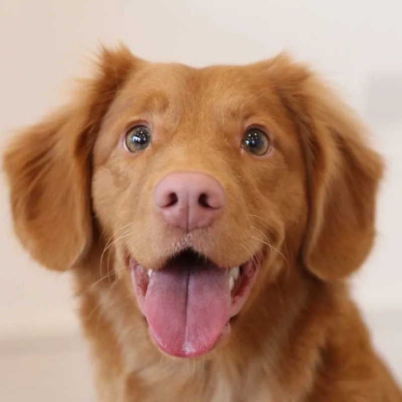 Dr. Dog Dr. Dog