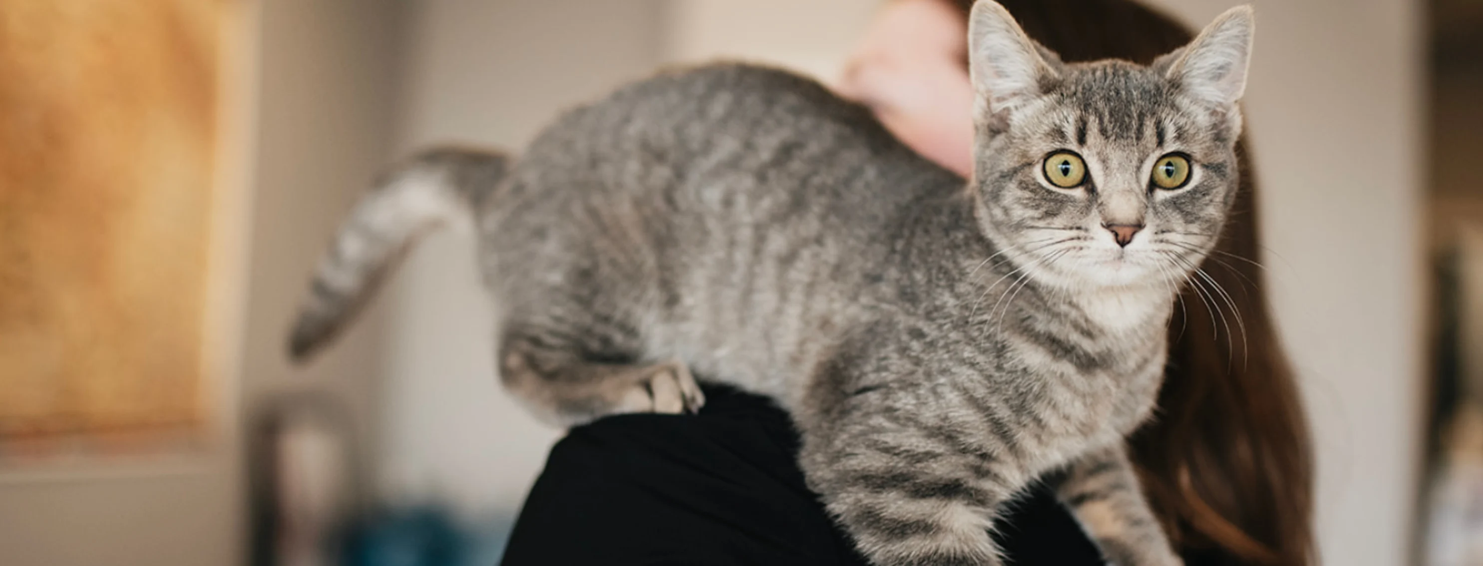 Gray brindle cat with green eyes perched on a staff member's shoulder