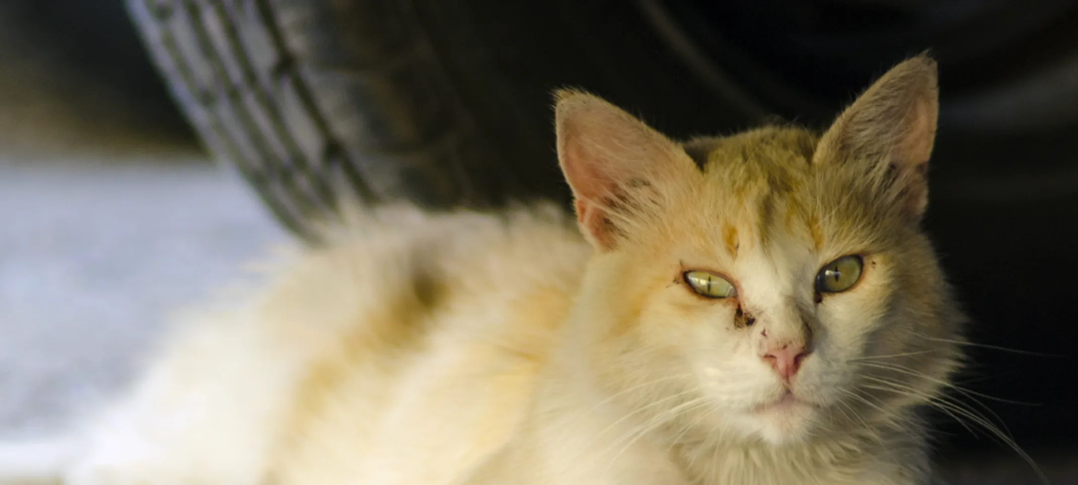 Cat laying under car Cat laying under car