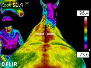 Thermal camera image of horse's back