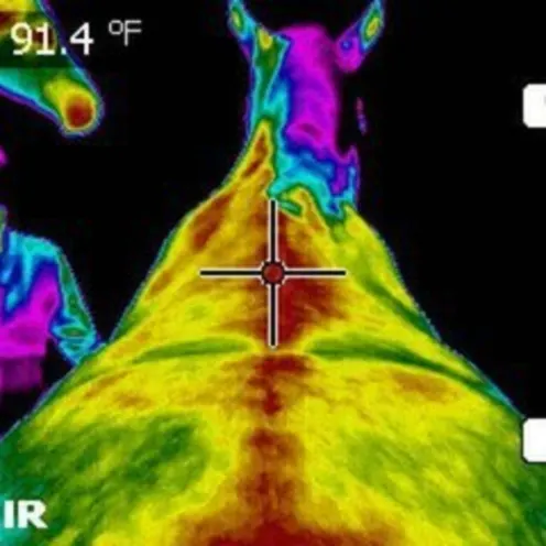Thermal camera image of horse's back