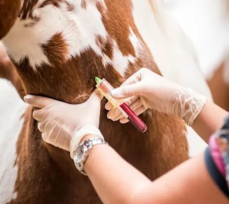 Horse getting blood drawn Horse getting blood drawn