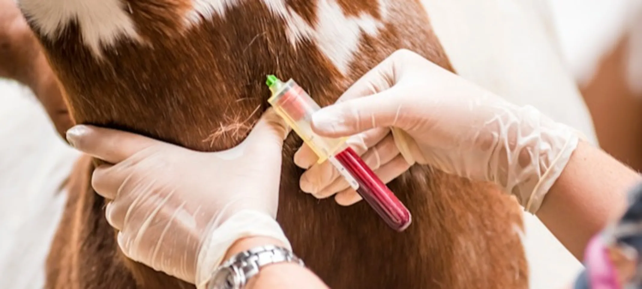 Horse getting blood drawn Horse getting blood drawn