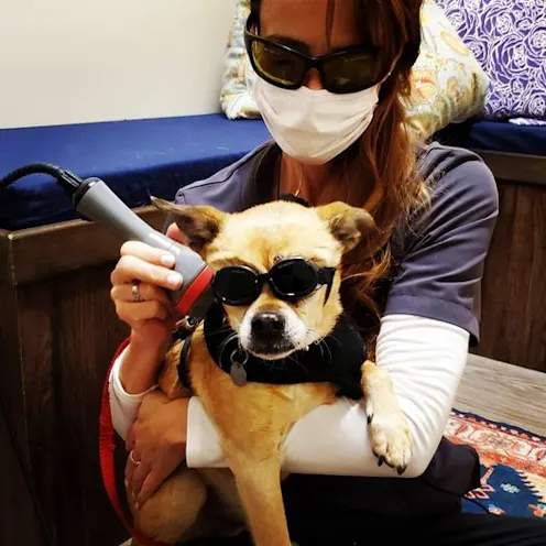 Rose Valley veterinary staff using a device on a dog Rose Valley veterinary staff using a device on a dog