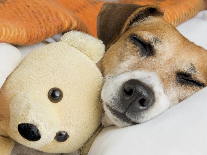 dog sleeping with toy at Dog Boarding in Heath