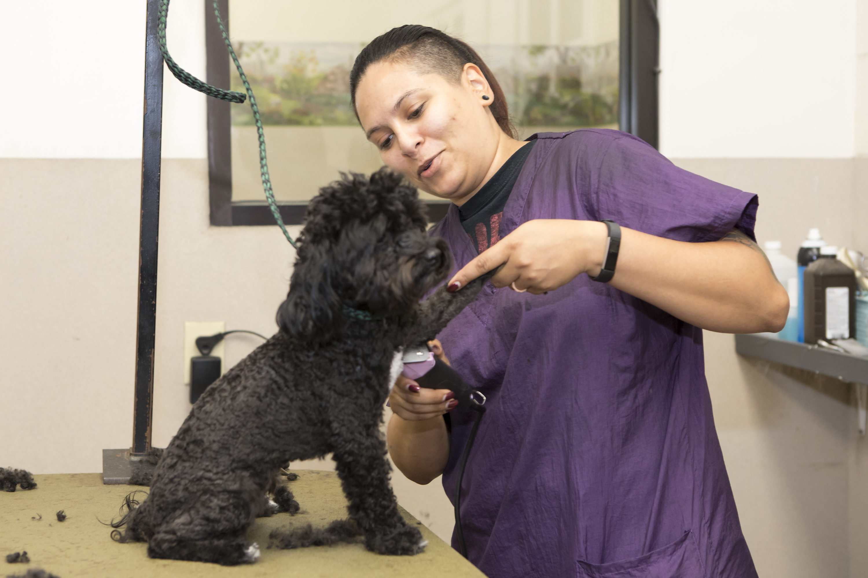 Groomer in purple uniform shaving a dog's fur.