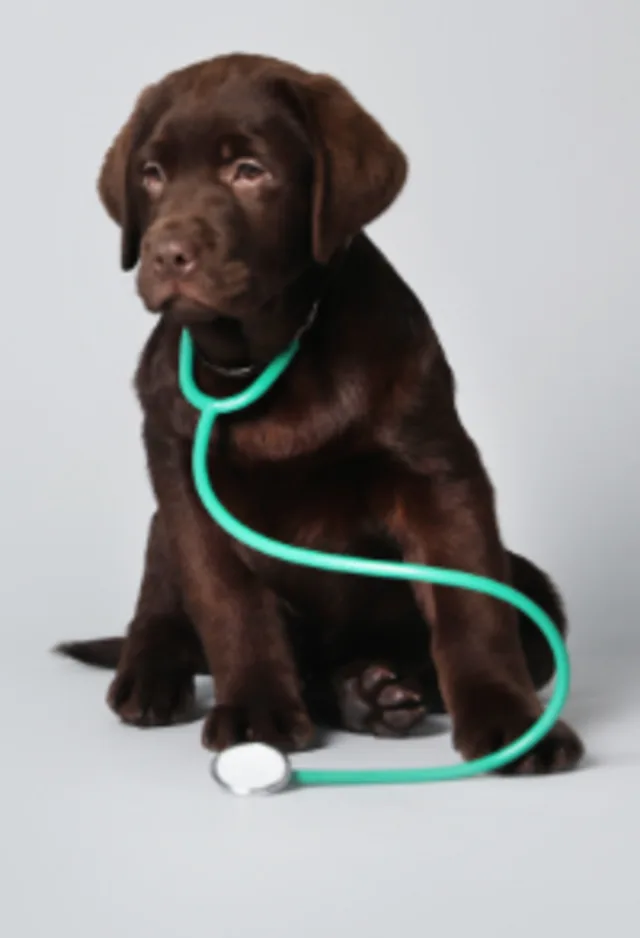 A Dark Brown Dog Wearing a Stethoscope