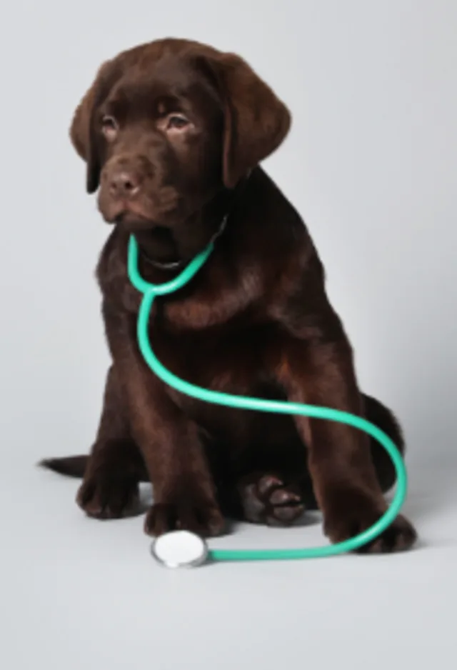 A Dark Brown Dog Wearing a Stethoscope A Dark Brown Dog Wearing a Stethoscope