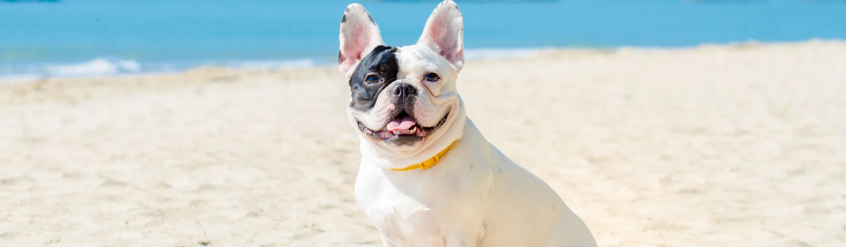 Dog sitting by the beach