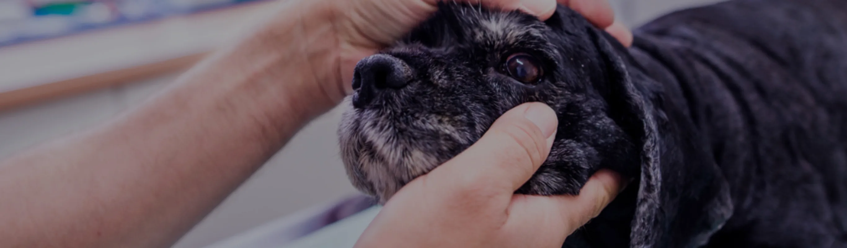 Elderly black dog getting its eye checked Elderly black dog getting its eye checked
