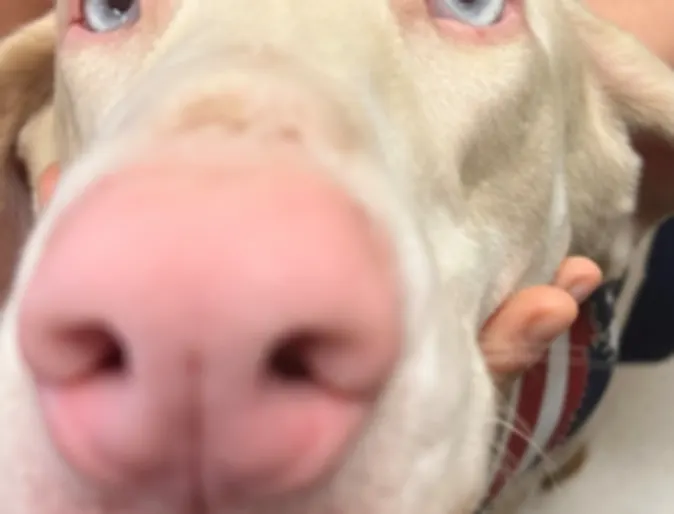 beige Doberman beige Doberman