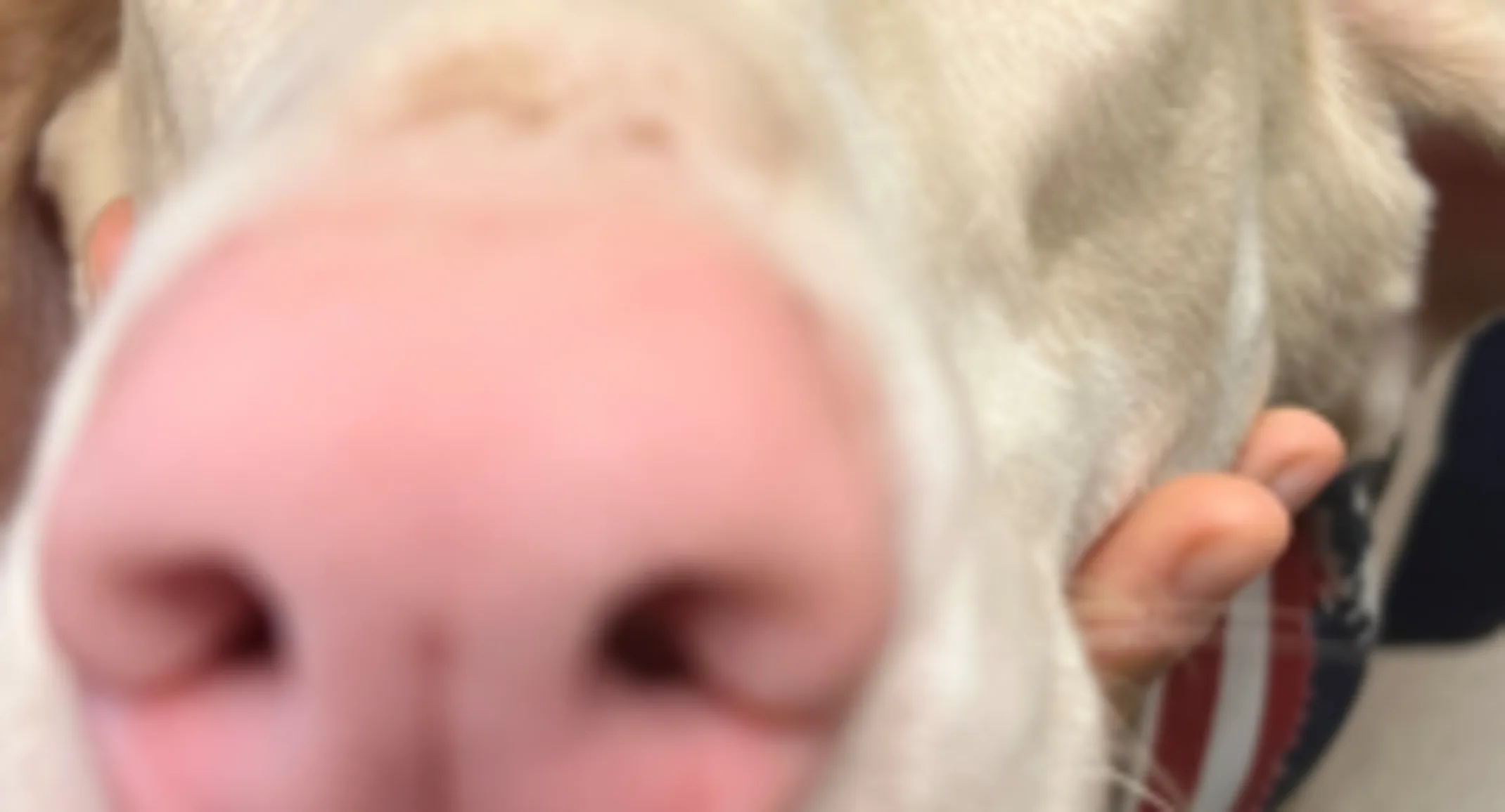 beige Doberman beige Doberman