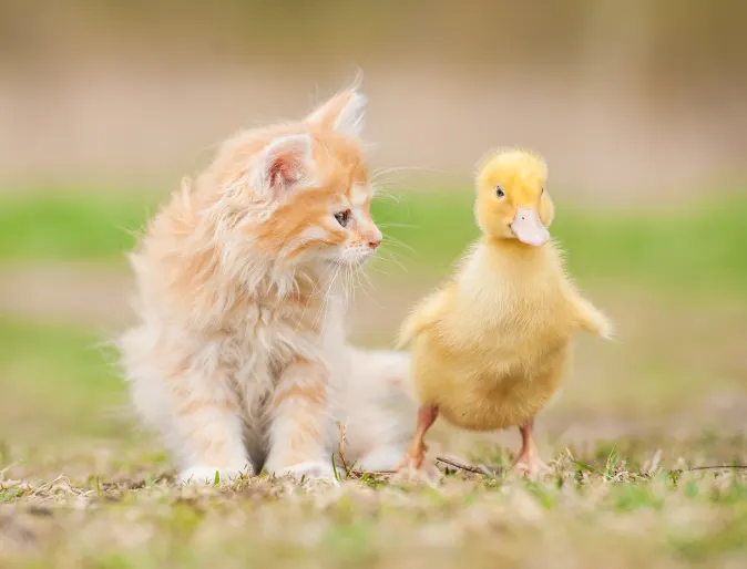 Cat and duck