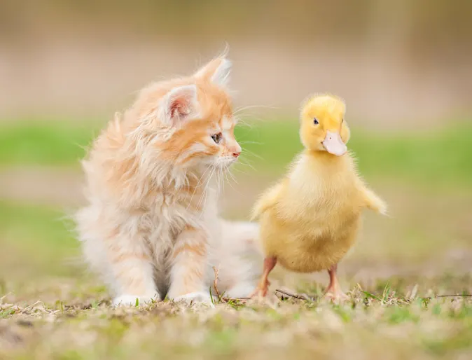 Kitten looking at a duckling Kitten looking at a duckling