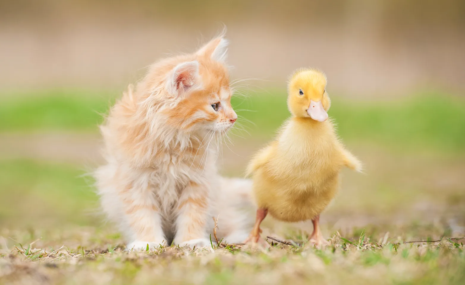 Kitten looking at a duckling Kitten looking at a duckling