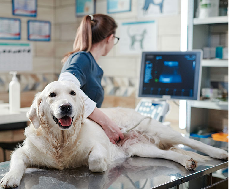Dog laying on exam table getting an ultrasound