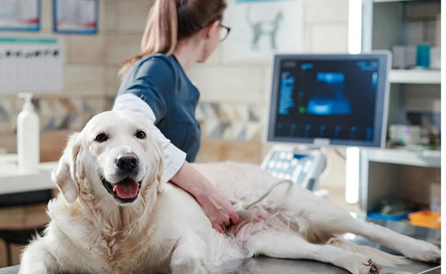 Dog laying on exam table getting an ultrasound Dog laying on exam table getting an ultrasound