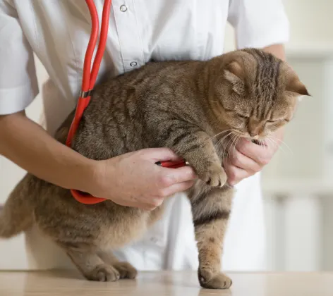 Cat receiving a checkup