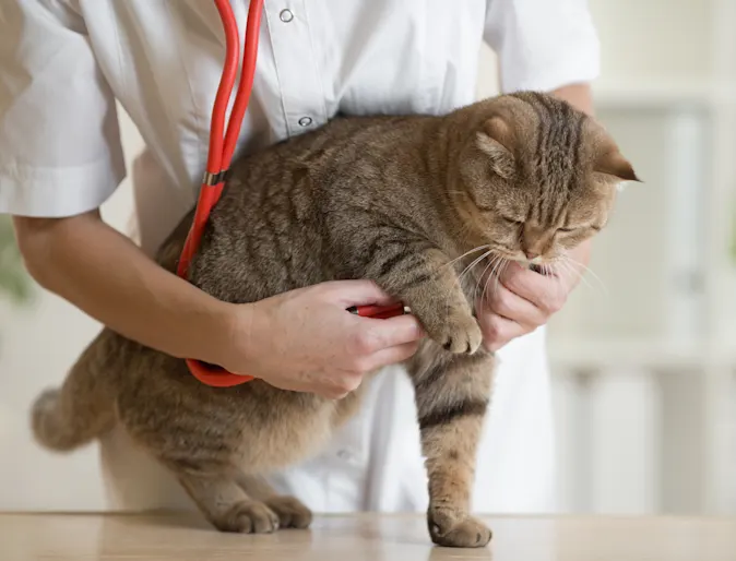 Cat receiving a checkup