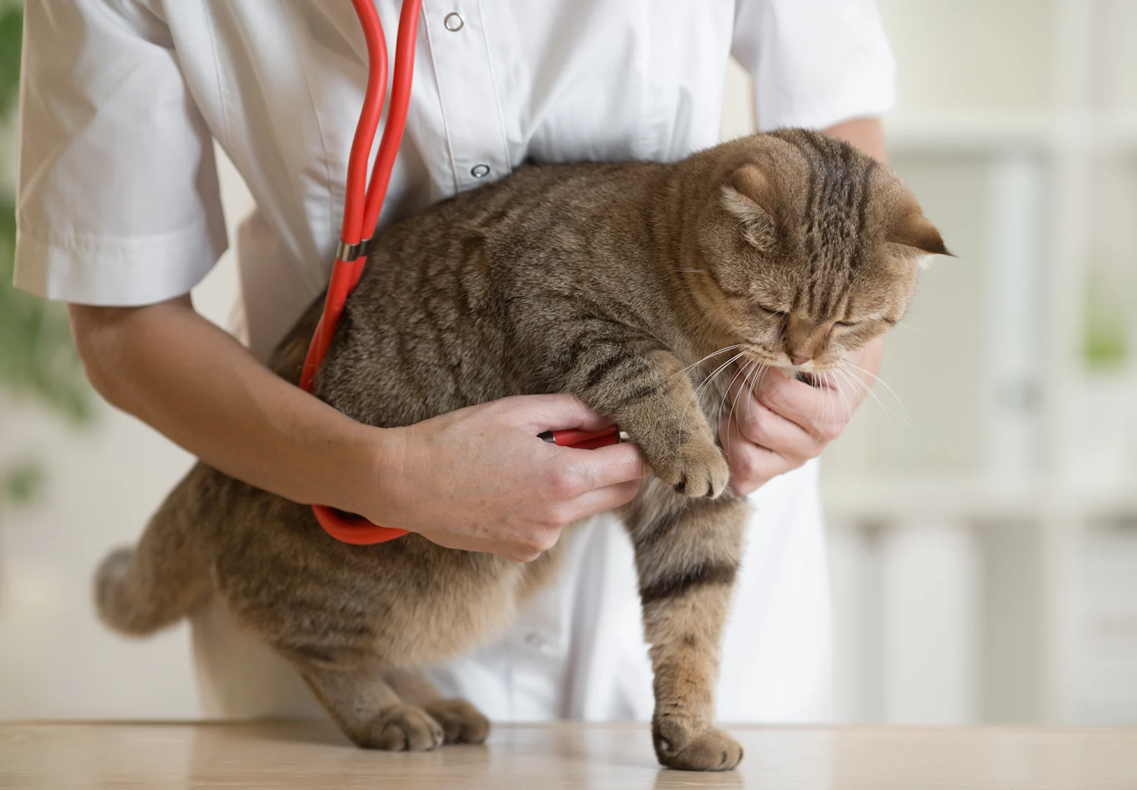 Cat receiving a checkup Cat receiving a checkup