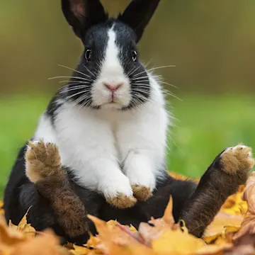 Rabbit Sitting on a Pile of Leaves Rabbit Sitting on a Pile of Leaves
