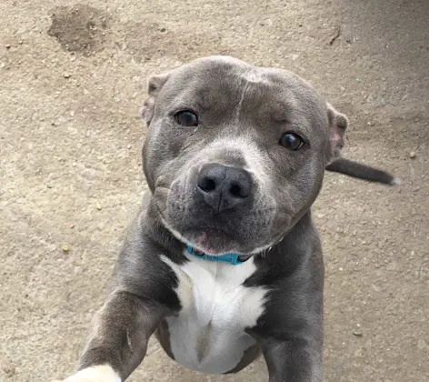 A smiling pitbull A smiling pitbull