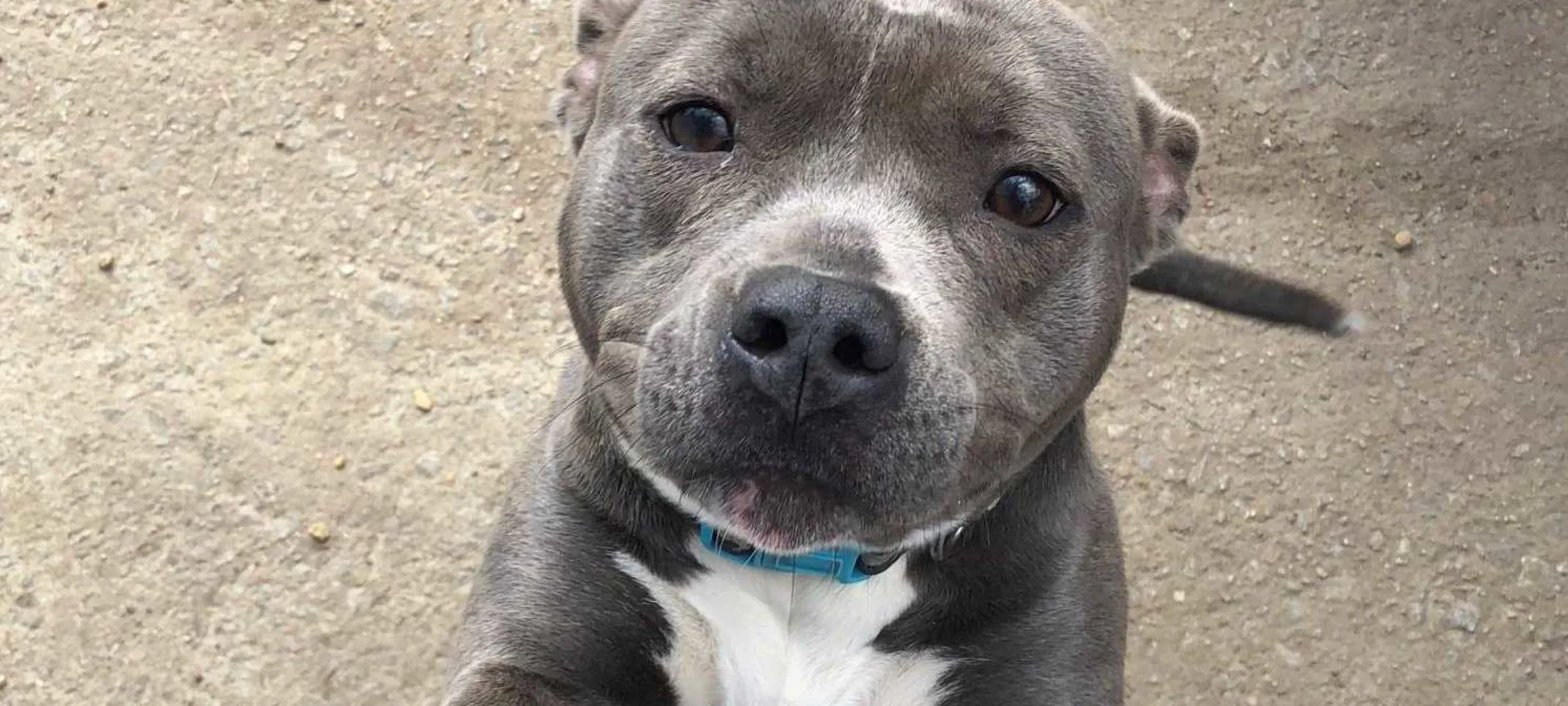 A smiling pitbull A smiling pitbull