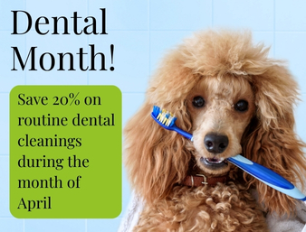 Dental Month