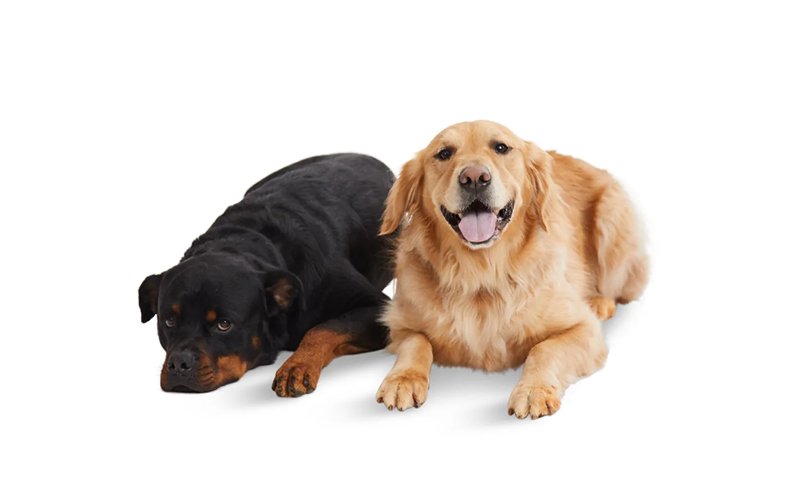 two dogs laying down on white background