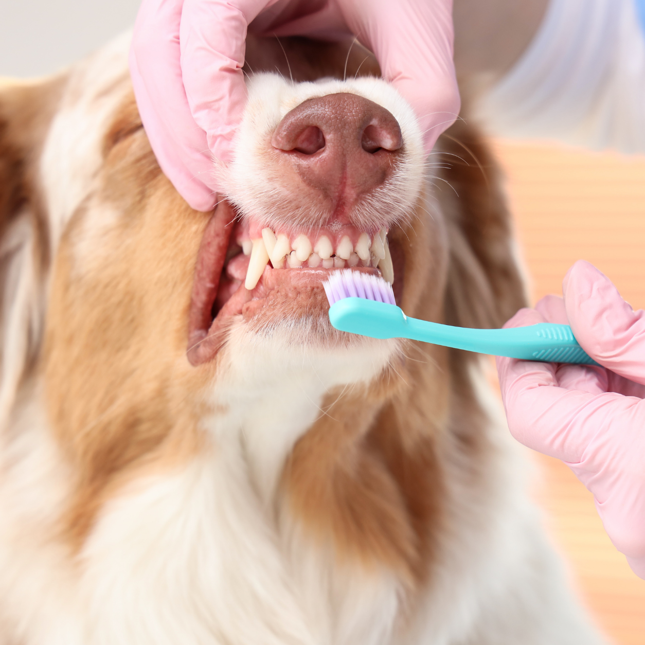 Border Collie getting teeth brushed