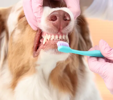 Border Collie getting teeth brushed Border Collie getting teeth brushed