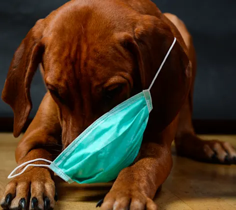 Dog wearing face mask