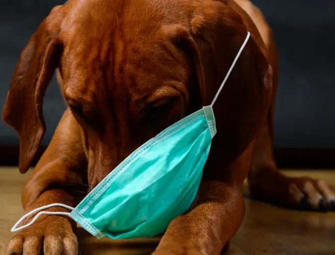 Dog wearing face mask