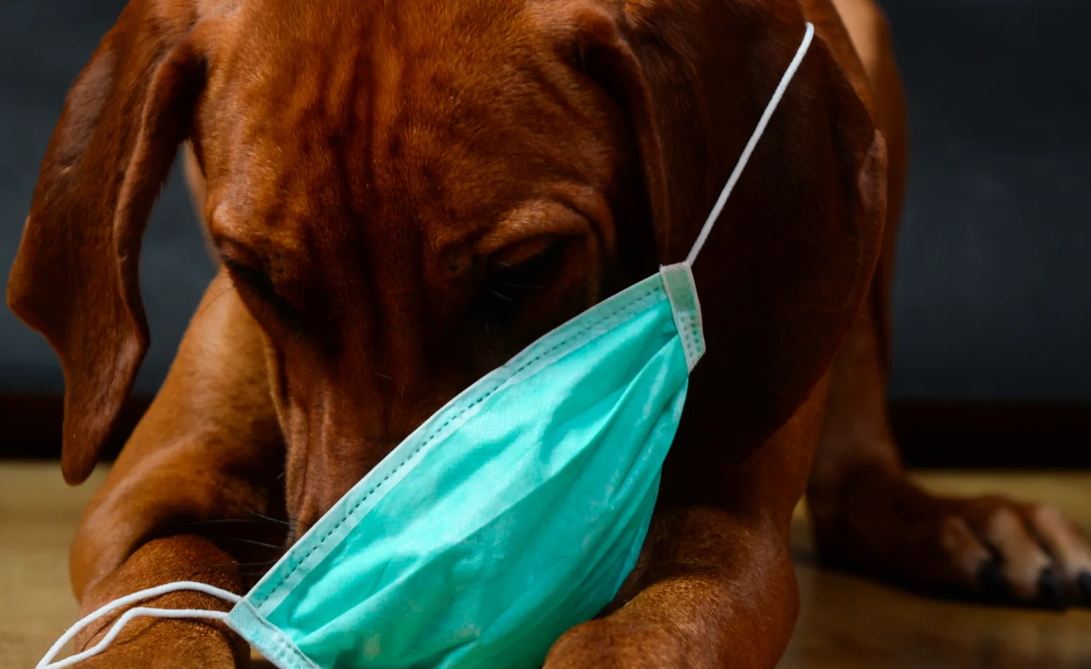 Dog wearing face mask Dog wearing face mask