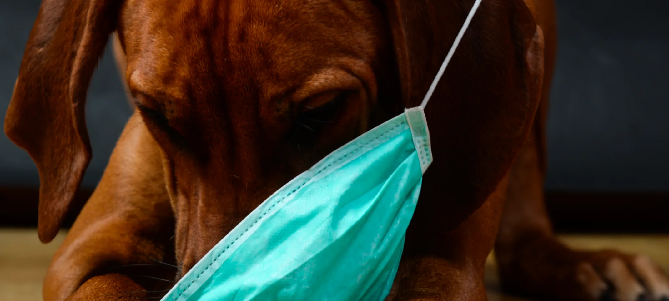 Dog wearing face mask Dog wearing face mask