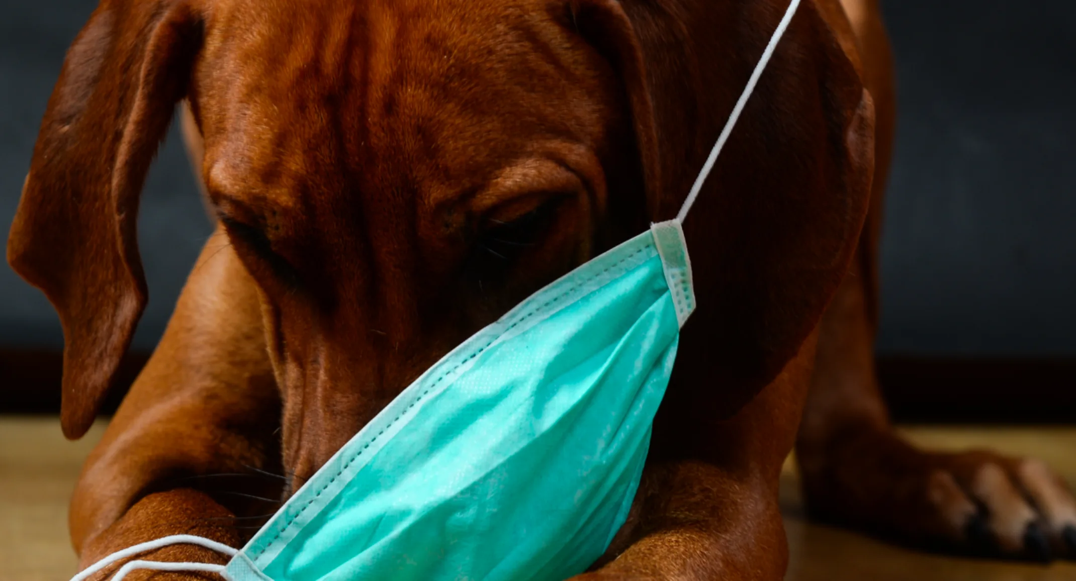 Dog wearing face mask