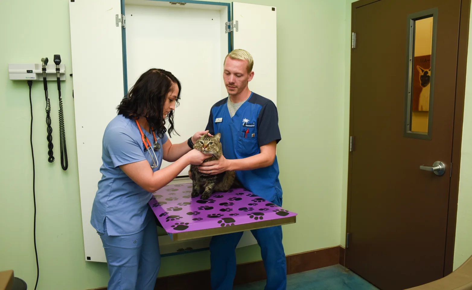Cat being examined by veterinary staff at Animal Oasis Veterinary Hospital