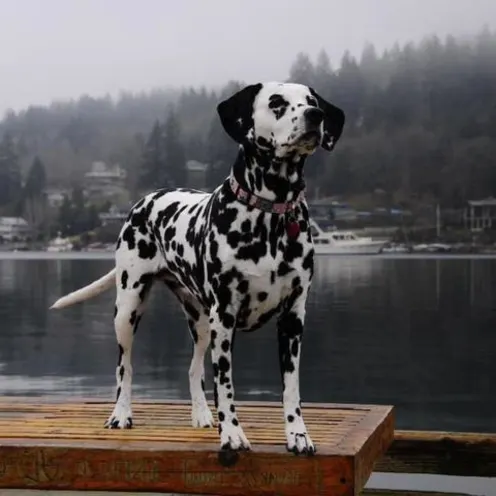 Dalmatian dog on a dock 