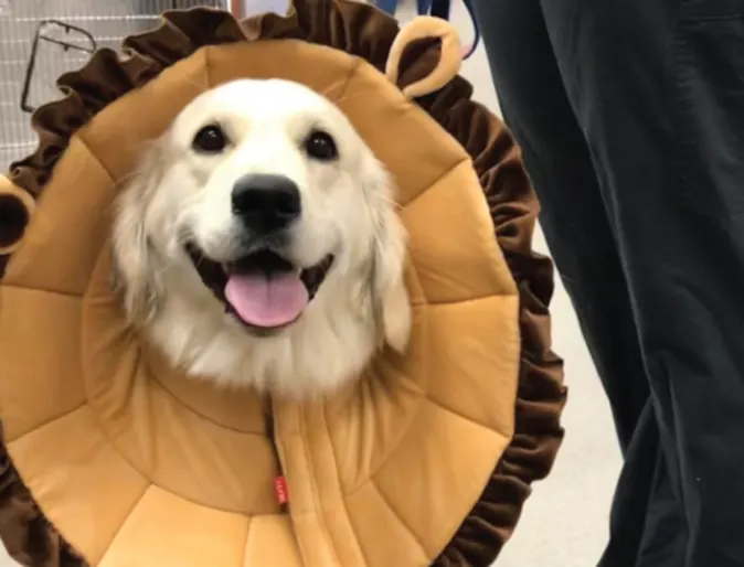 Dog in cone Dog in cone