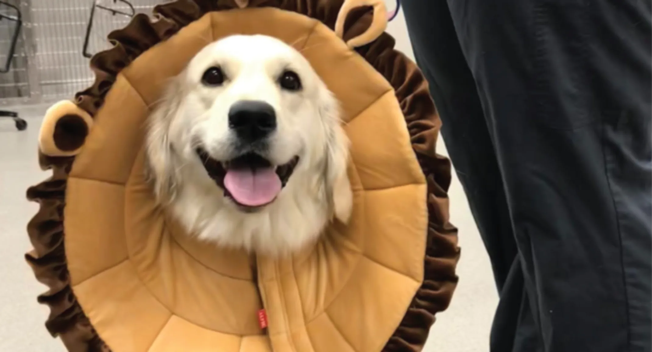 Dog in cone Dog in cone