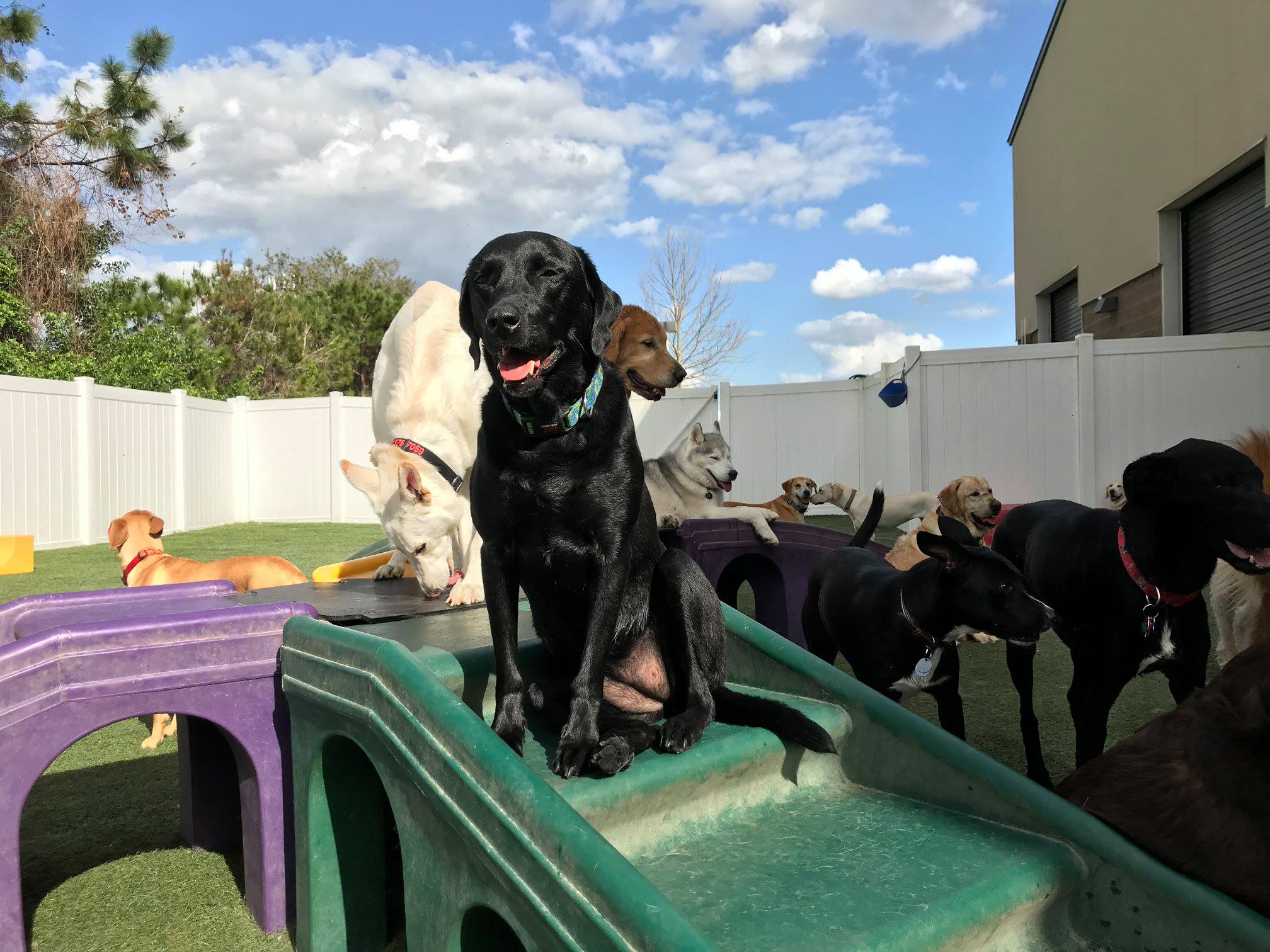 Woofdorf Astoria of Lakewood Ranch Play upclose shot of lots of dogs playing and resting on the equipment outside. 