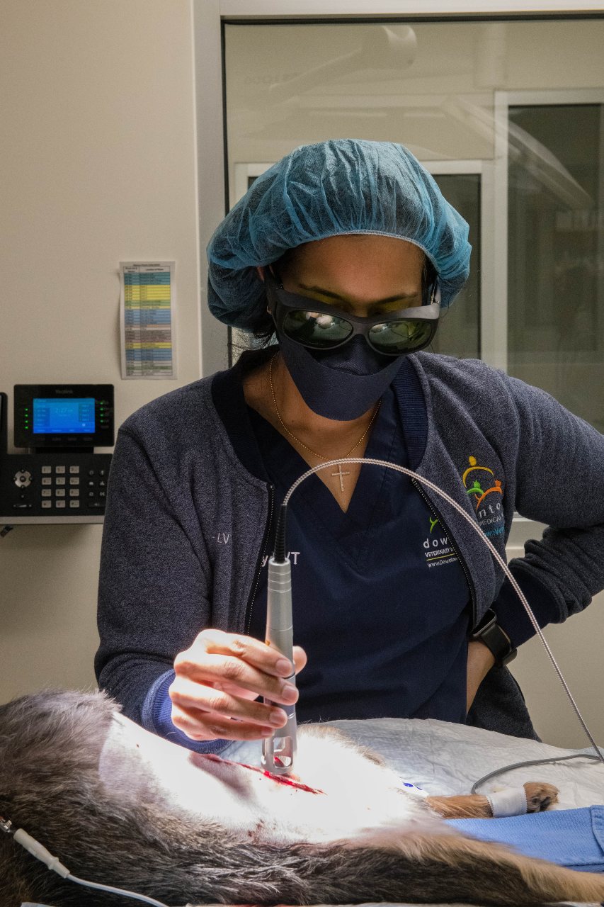 West Village Veterinary Hospital staff performing laser therapy.