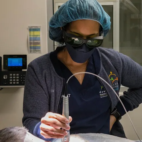 West Village Veterinary Hospital staff performing laser therapy. West Village Veterinary Hospital staff performing laser therapy.