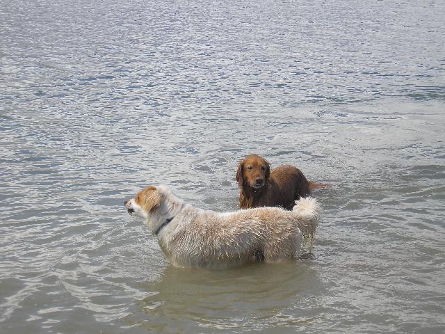 Dr. Peila's dogs enjoying a swim